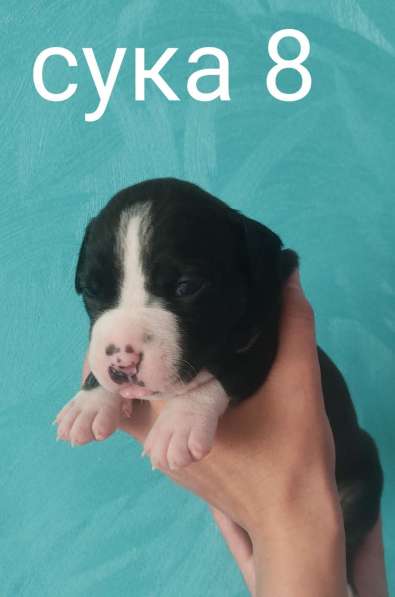 Щенки в Москве фото 10