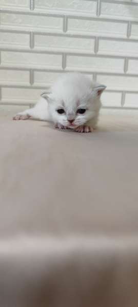 Шотландские котята в фото 5