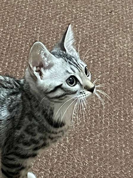 Бенгальский кот в Орле фото 3