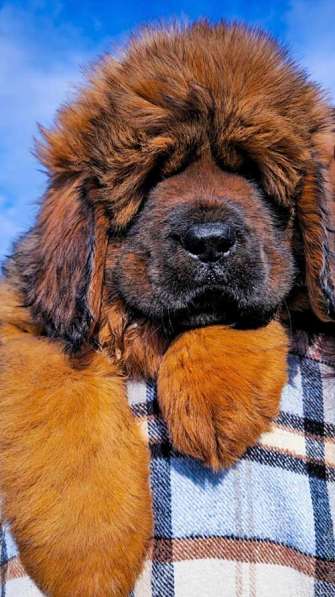 Щенки тибетского мастифа в Москве