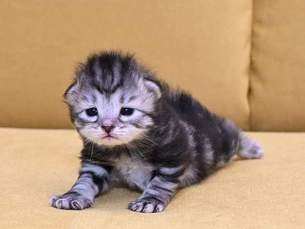 Сибиркие котята в Зеленограде фото 7