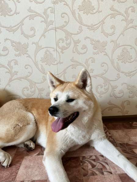 Отдадим в добрые руки