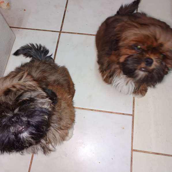 Ши-тцу китайский компаньон в Симферополе фото 6