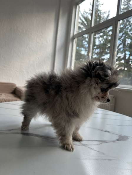 Шпиц Мерле в Москве