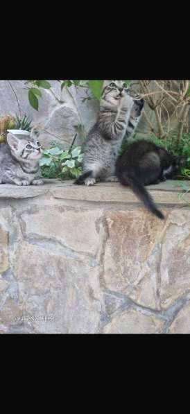 Котята в Ставрополе фото 3
