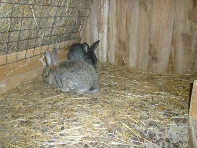 Крольчат породы Фландр в Кемерове