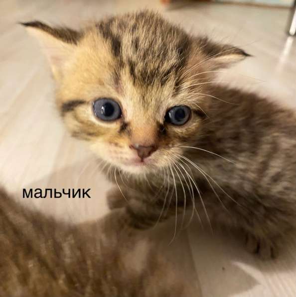Котята от британской вислоухой кошки, метисы в Можайске