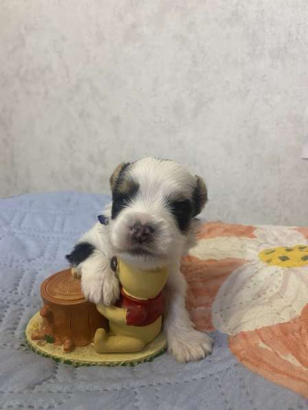 Щенки Бивер терьера