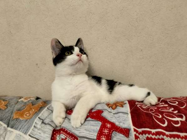 Котенок-девочка Шанти в добрые руки в Москве