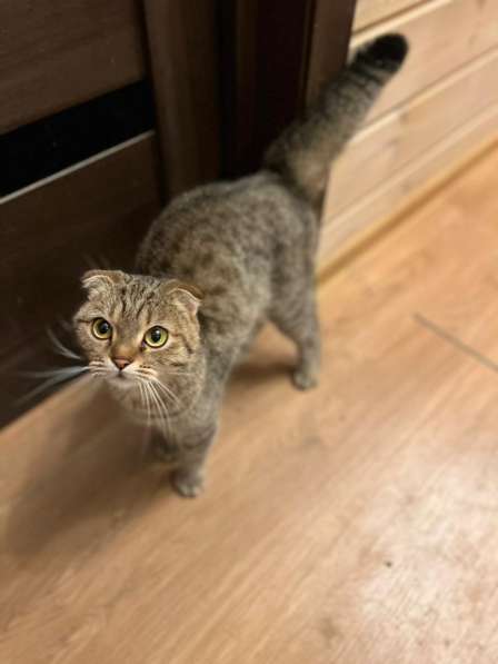 Шотландская вислоухая кошка в дар в Москве