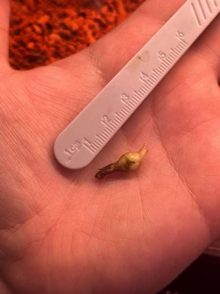 Алоказия Махарани вариегатная в Москве