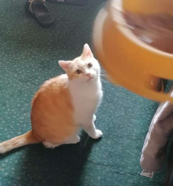 Красивый, мягонький и ручной котик