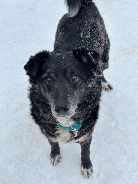 Пушистый Дедуля мечтает стать домашним в Москве фото 3