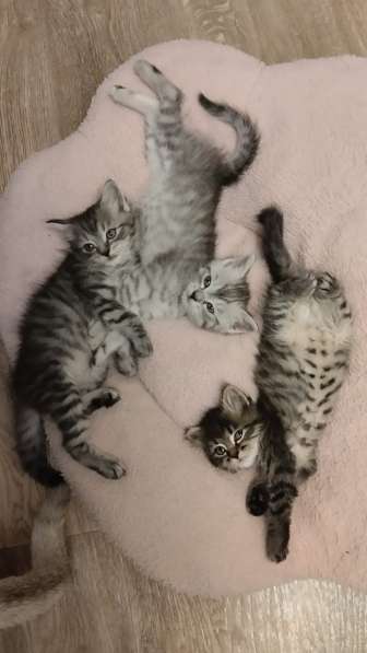 Отдам котят в Находке фото 3