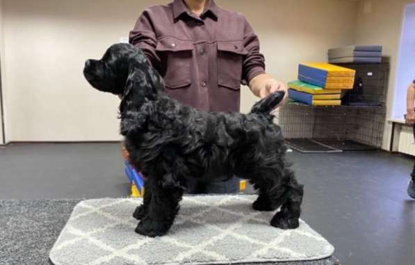 Щенок Американского Кокер - спаниеля в Новосибирске