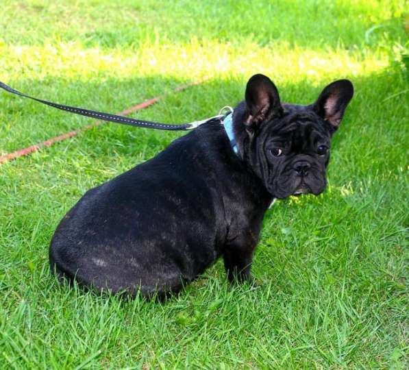 Подрощенные девочки (РКФ) в Москве фото 11