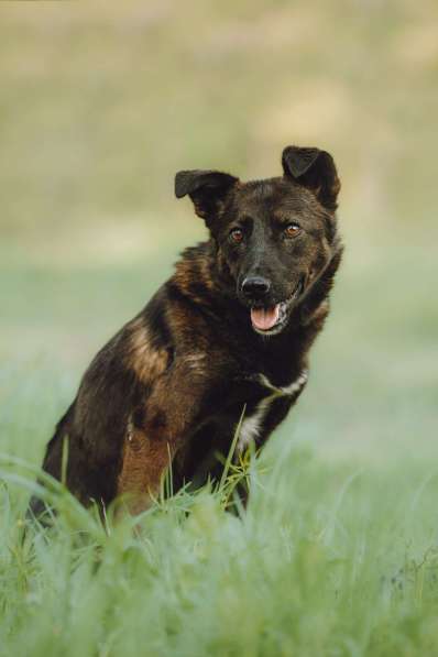Маленькая собачка-спинальник Кения в самые добрые руки в Москве фото 7