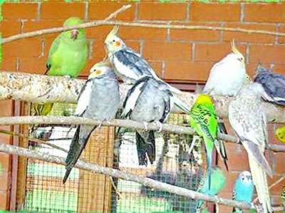 Приму в дар Приму в дар попугайчиков в Москве