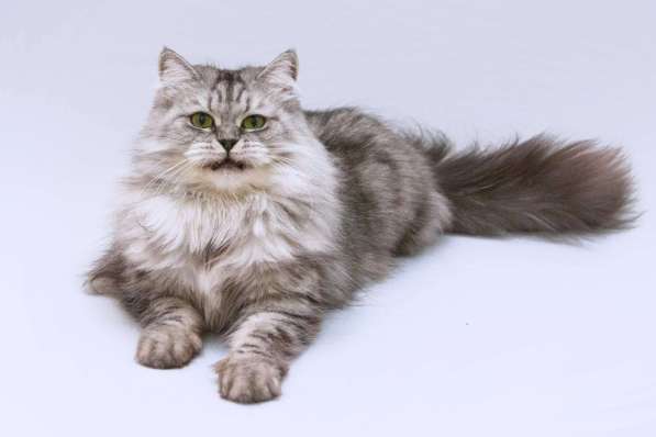 Яркая красавица кошка Мисо в добрые руки в Москве фото 6