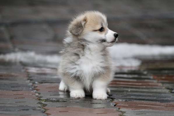 Вельш корги пемброк-мальчик в Москве фото 4