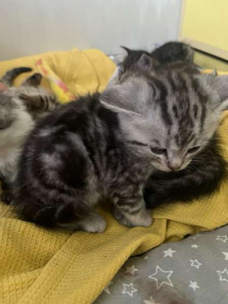 Котята веслаухие в Йошкар-Оле