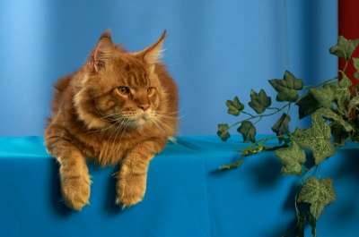 котят мейн-кун из питомника DUENDE в Братске фото 9