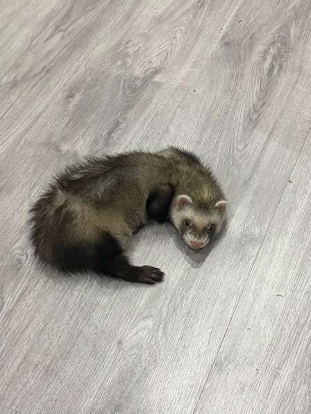 Хорек самец 2 месяца