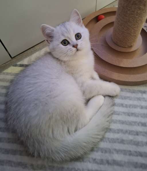 Британский короткошерстный котик в фото 14