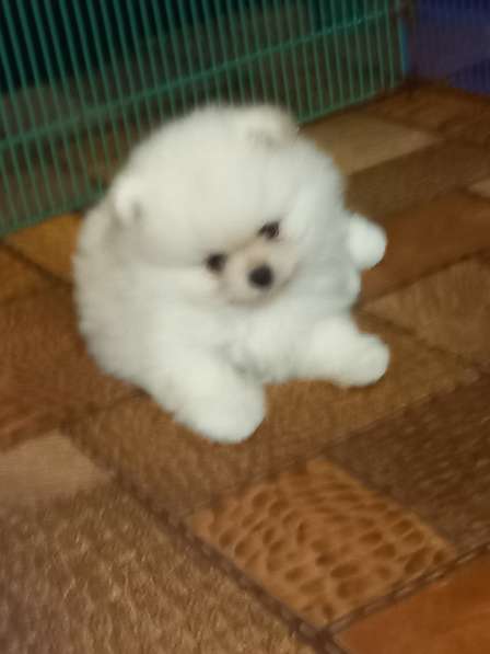 Шпицемишки в Екатеринбурге фото 6