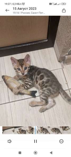 Чистокровные Бенгальские котята в Санкт-Петербурге фото 12