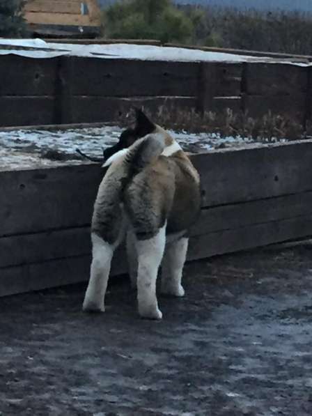 Акита в Ростове-на-Дону фото 64