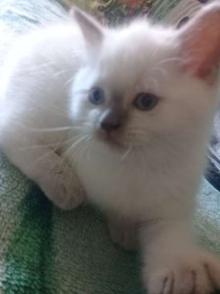 Шотландские котята в Санкт-Петербурге фото 21