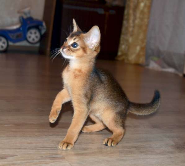 Абиссинский котенок, котик в Нижнем Новгороде фото 8