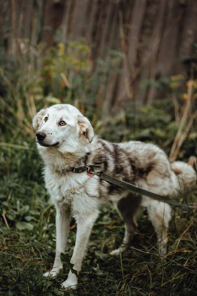 Очень ласковый пушистик ищет дом в Санкт-Петербурге фото 17