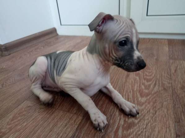 Щенки американского голого терьера в Ярославле фото 5