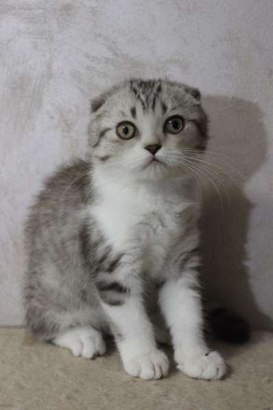 Шотландский котёнок в Москве