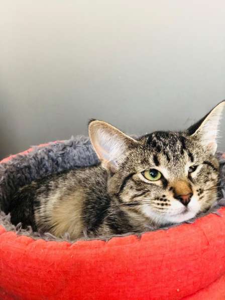 Мурлыка-котенок с дефектом глазика очень ищет дом в Санкт-Петербурге фото 18