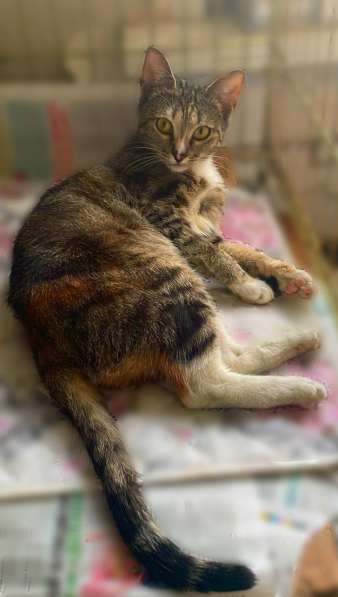 Метис бенгальской породы котенок Наяда в Москве
