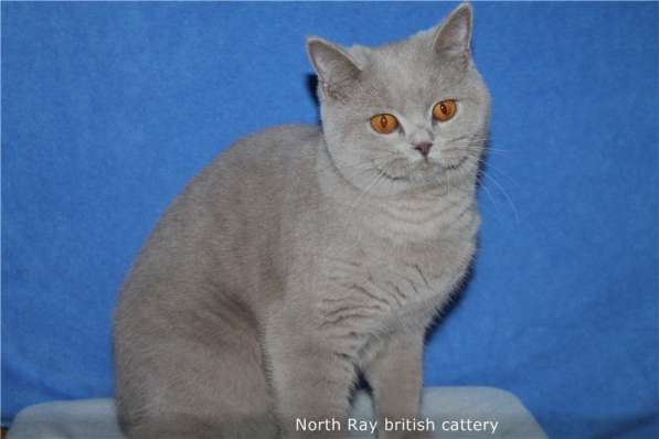 Британская кошка в фото 3