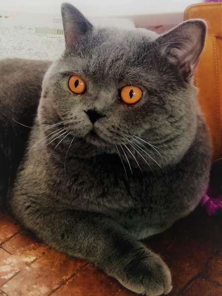 Вязка : Шотландский Красавец - кот с опытом в Москве фото 12
