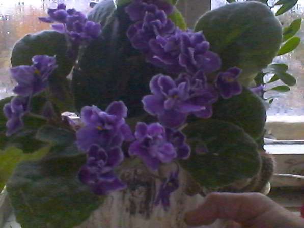 Фиалка 3 расцветки в фото 5