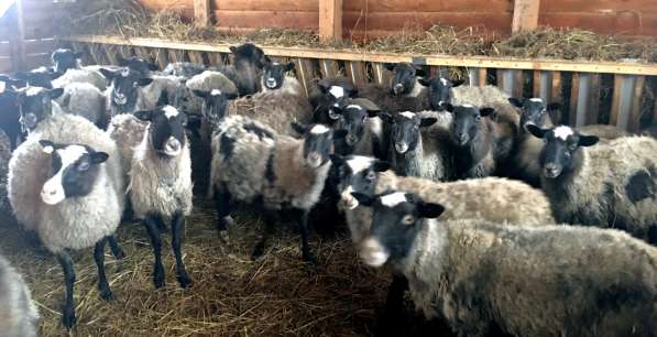 Племенные породные овцы Романовской породы в Рузе фото 5