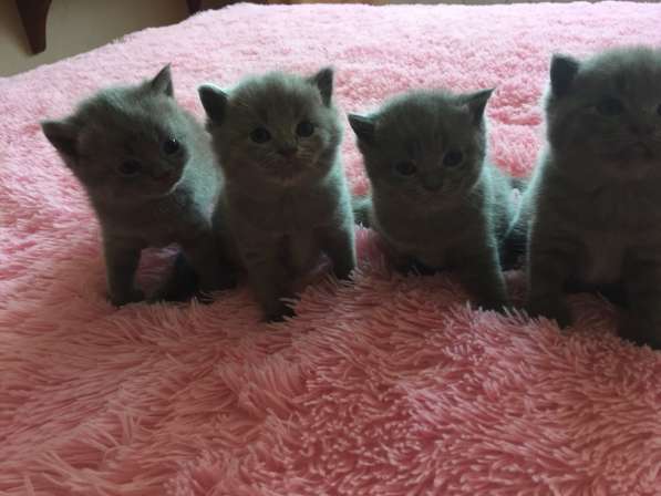 Продам британских котят в Москве фото 3