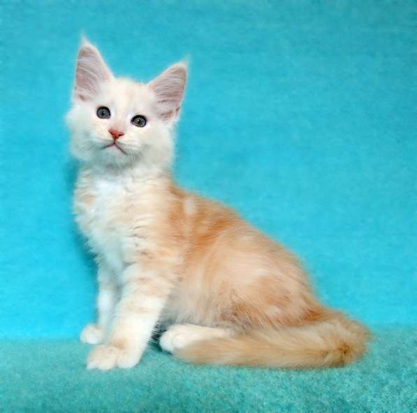 Апельсинки к Новому Году в Рязани фото 31