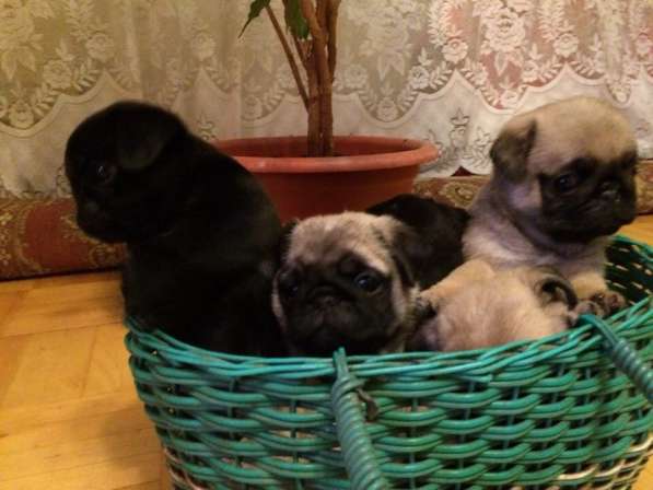 Щенки Мопса в Москве фото 6