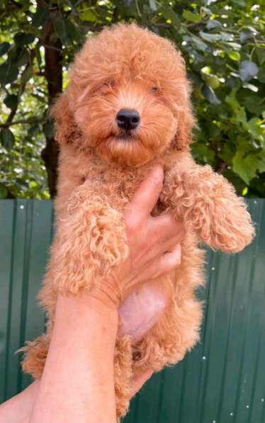 Пудель. Apricot в фото 4