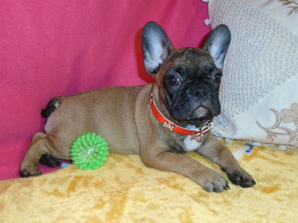 Французский бульдог высокопородные щенки в Люберцы фото 11