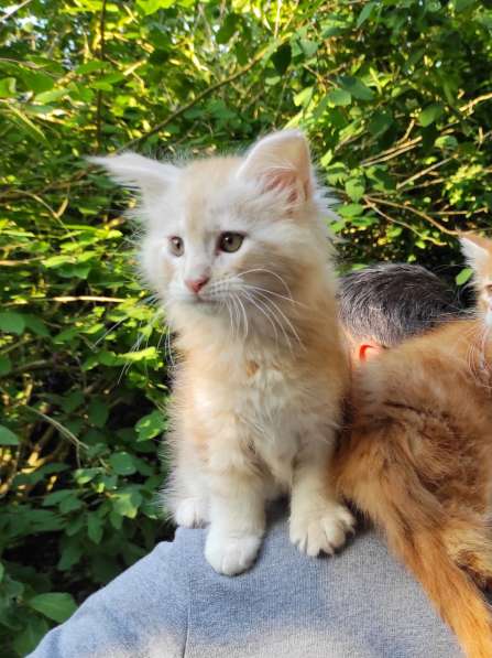 Meincoon мейн кун котята в фото 26