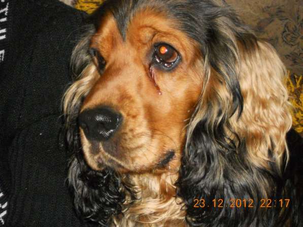 Вязка английского кокер спаниеля в фото 12