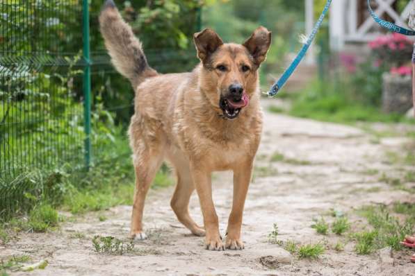 Хороший рыжий пес, лучший друг человека в Санкт-Петербурге фото 27